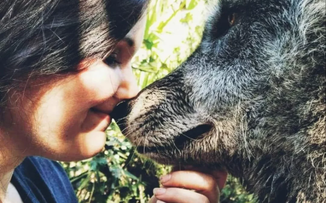 Yukis Triumph: Von einem Tötungsshelter ins Herz des Shy Wolf Sanctuary